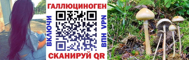 наркота  Малмыж  Галлюциногенные грибы Psilocybine cubensis 